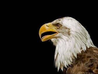 Eagle Desktop Wallpaper On Latoro