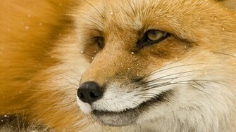 Fox Wallpaper HD