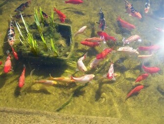 Japanese Koi Pond Wallpaper Fish Image X3cb X3ekoi X3c B X3e X26amp