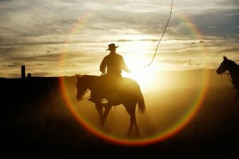 Quarter Horse Kamran Web Photos