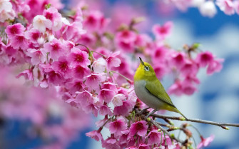 Most Beautiful Spring Wallpaper On