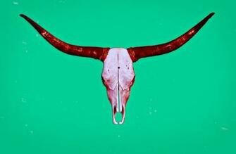 Texas Longhorn Background Wallpaper Longhorns Myspace Layout