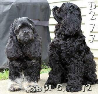 Cocker Spaniel Photos