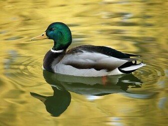 Duck On A Lake Desktop Pc And Mac Wallpaper