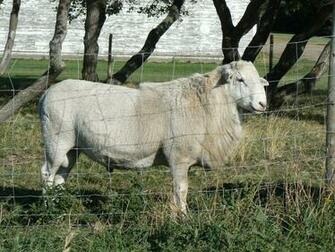 KataHDin Sheep Desktop Wallpaper