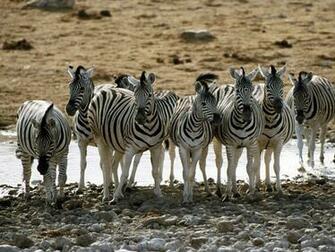 Zebra Wallpaper Jpg