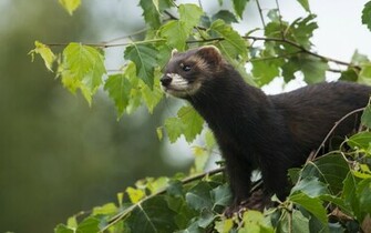 Animal Ferret Wallpaper