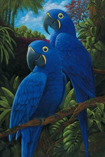 Hyacinth Macaw Macaws