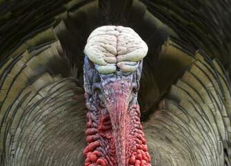 Turkey Gobbler Wallpaper Top Background