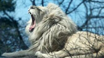 Desktop White Lion Wallpaper Dowload Jpg