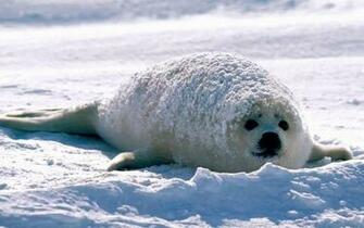 Wallpaper Seal