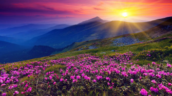 Pink Flowers Field Hill Wallpaper