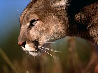 Adult Lions Wallpaper Mountain Lion