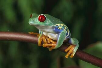 Frog Wallpaper Fun Animals Wiki Videos Pictures Stories