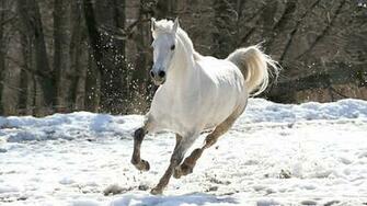 Stallion Wallpaper Ch53e Super Apk