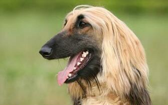Afghan Hound Wallpaper X Net