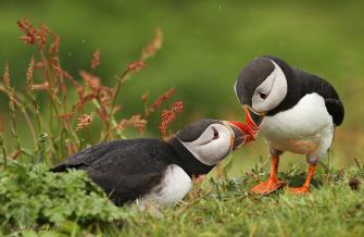 Puffin Wallpaper Pictures