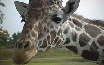 Wallpaper Giraffe Animal Image Desktop Nature Html