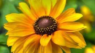 Flower Wallpaper