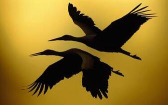 Bird Wallpaper