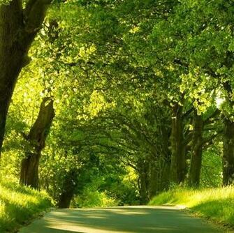 Animated HD Green Nature Dual Monitor Wallpaper Multiple