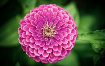 Cool Flowers HD Wallpaper