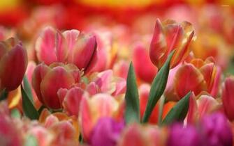 Pink And Orange Tulips Wallpaper Flower