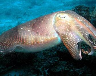 Cuttlefish Great Barrier Reef HD Desktop Background