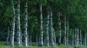 Birch Grove Forest Wallpaper