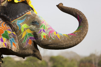 Elephant 4k High Quality HD Rare Gallery