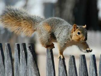 Beautiful Wallpaper Squirrels