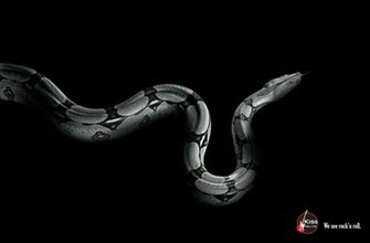 Whitesnake Wallpaper