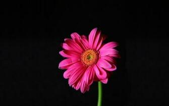 Hot Pink Gerber Daisy Wallpaper