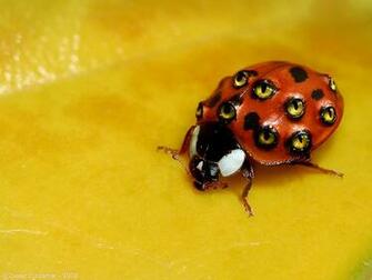 Weird Ladybug Desktop Pc And Mac Wallpaper