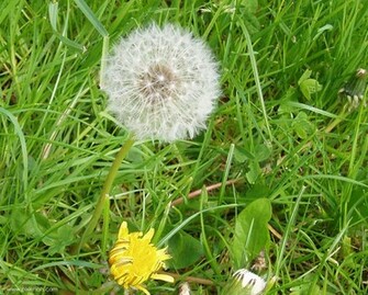 Dandelion Clock Wallpaper Garden Lawn