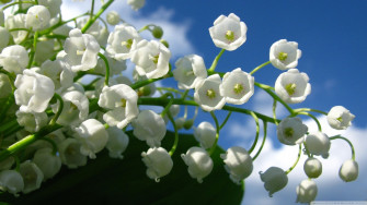 Lily Of The Valley Wallpaper