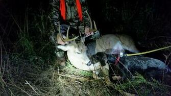 Whitetail In Georgia By Will Bowhunting