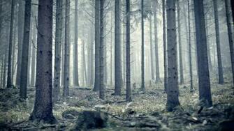 Nature Trees Pine Forest Wallpaper