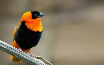 HD Orange And Black Sparrow X Resolution