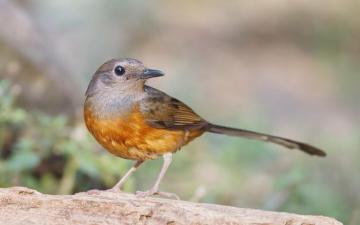 White Rumped Shama HD Wallpaper Background Image