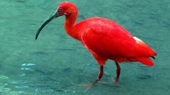 Ibis Red Bird Water HD Widescreen Wallpaper Birds Background