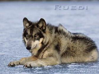 Mooie Wolf Over Ijs Wallpaper