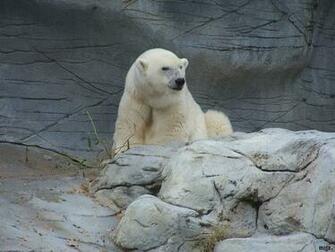Polar Bears Wallpaper Desktop