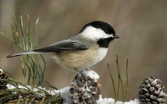 Wallpaper Black Capped Chickadee Bird Snow Bump Desktop