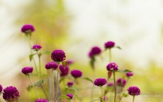 Purple Garden Flowers Wallpaper HD