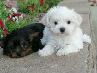 Wallpaper Cute Puppy Pictures Shih Tzu Puppies