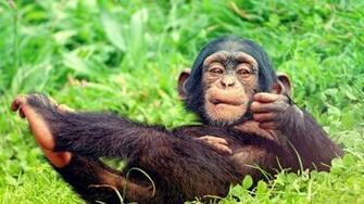 HD Resting Baby Monkey Wallpaper