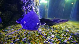 Desktop Fish Live Wallpaper