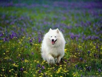 Desktop Wallpaper Animals Background Summer Play Samoyed