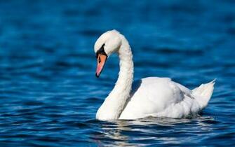Mute Swan Computer Wallpaper Desktop Background Id